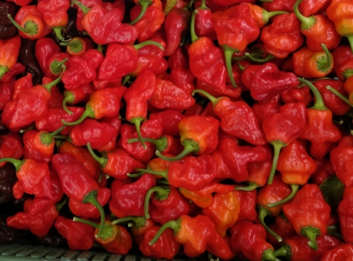 habanero tasmanian doupe